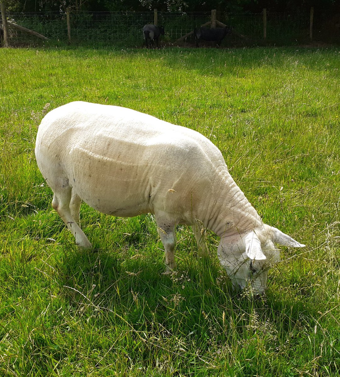 WPSSanctuary's tweet photo. It's no wonder Midge is rather rotund.....she never stops to draw breath.....munch, munch, munch.......
#animalsanctuary #sheep365 #sheepoftwitter #foreverhome #nonprofit #amazonwishlist #sheepwithaname #lovethemdonteatthem #sheeplovers #summer #littlefatty #alwayseating https://t.co/eFP2VrG2A6