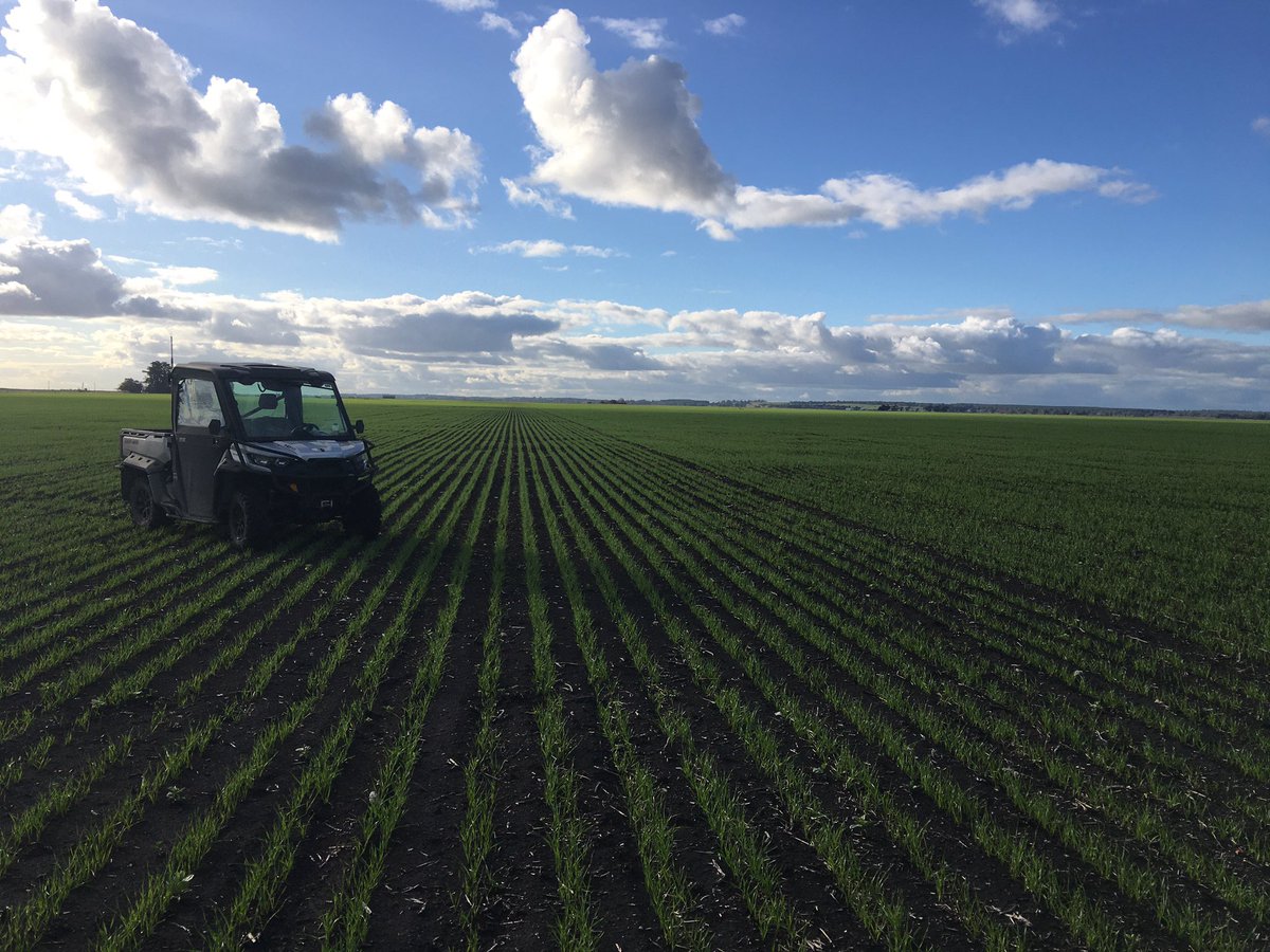Saturday arvo cropy 🌾🌾