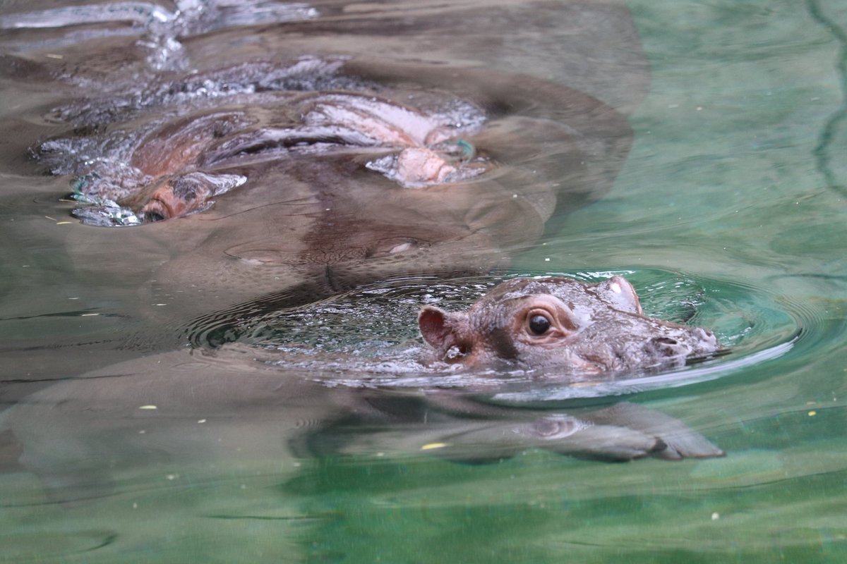 カバの赤ちゃん