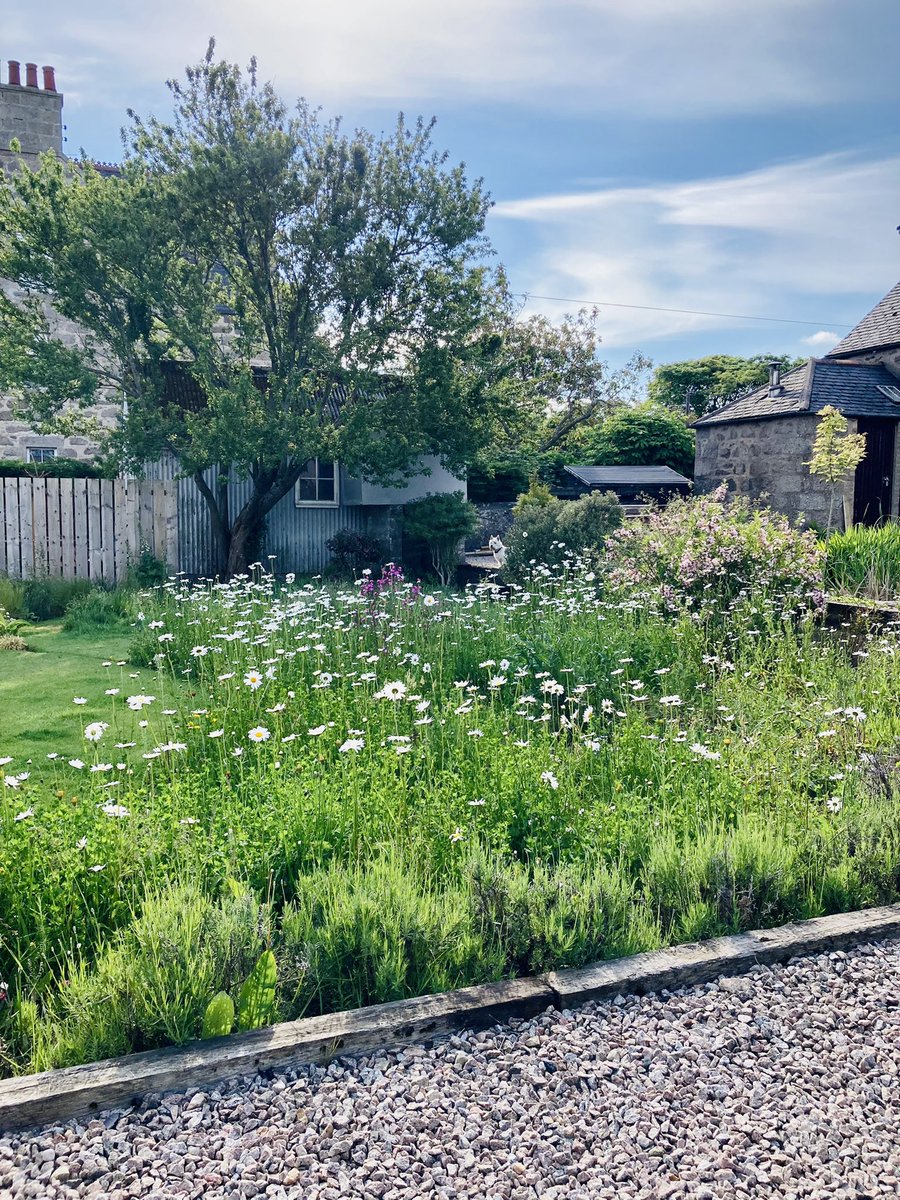 MrsEdwards38's tweet photo. Cup of tea, sunshine, birds and daisies everywhere… a great chilled out start to a Saturday 🥰#stressfulweek #5daystogo https://t.co/SToFppyMre