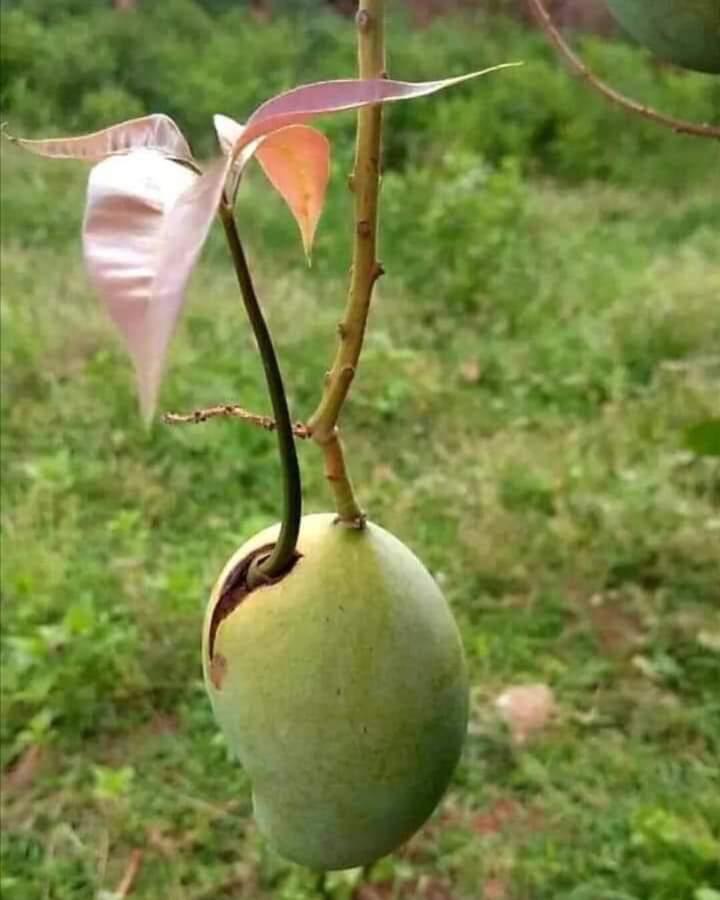 eunice_loba's tweet photo. "La nature est éternellement jeune belle et généreuse. Elle verse la poésie et la beauté à tous les êtres, à toutes les plantes, qu'on laisse s'y développer."
#Bon_week-end. https://t.co/MsDgG0wVvG