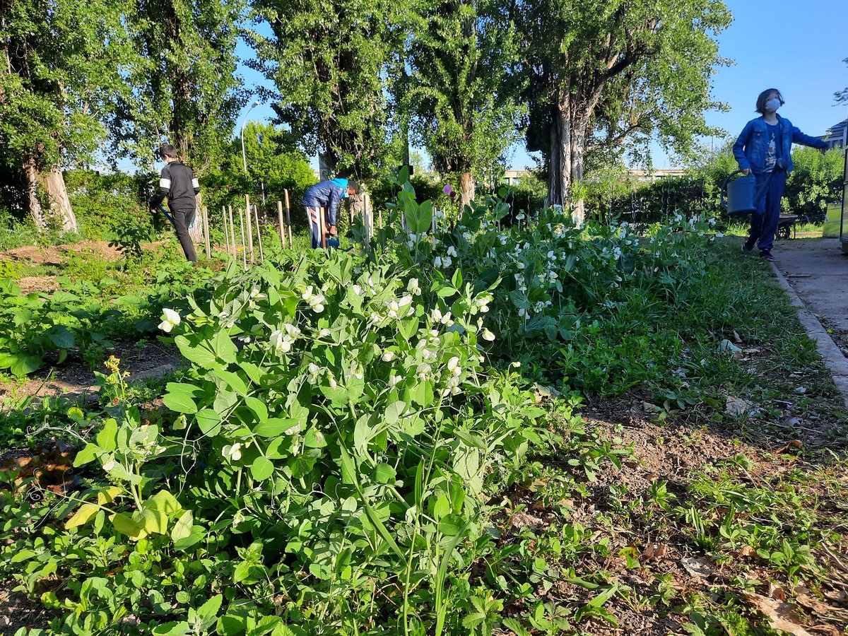 Nos jeunes jardiniers ont livré la restauration scolaire en circuit très court 👍 Les salades sont magnifiques et le chef est ravi ! Beau travail collectif des élèves, des agents et des professeurs 👏👏👏
#jardinpédagogique #écodélégué