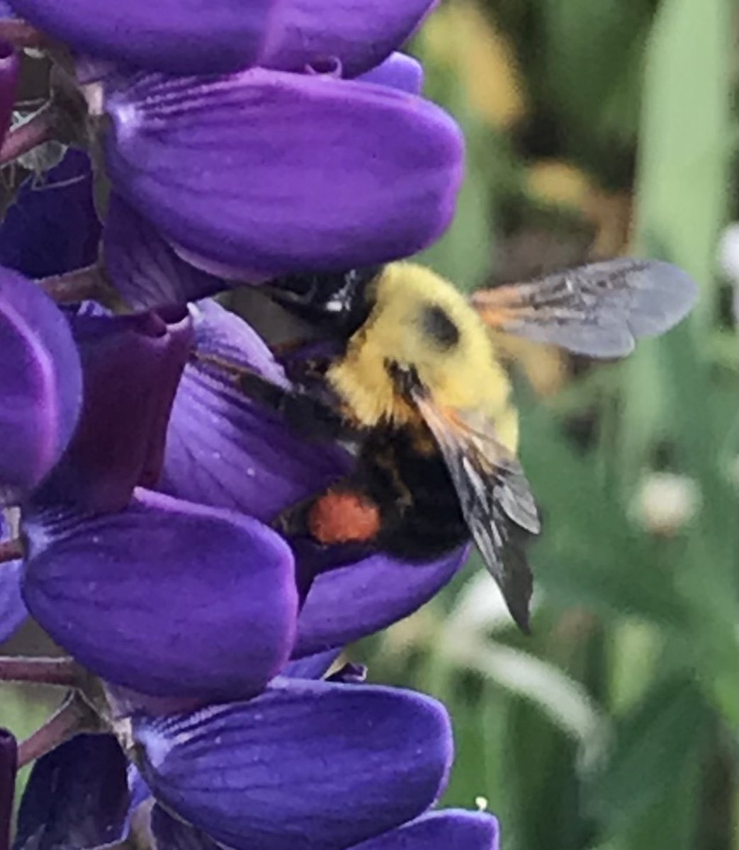 InstitutePL_YOW's tweet photo. Let’s connect and pollinate new ideas before we take that well earned break for the summer. Join us for our Virtual Networking Event Tues June 22 from 5:00-6:30pm. Registration is free: 

https://t.co/Swv8hGRDLU @InstitutePL https://t.co/Bath9MOke8