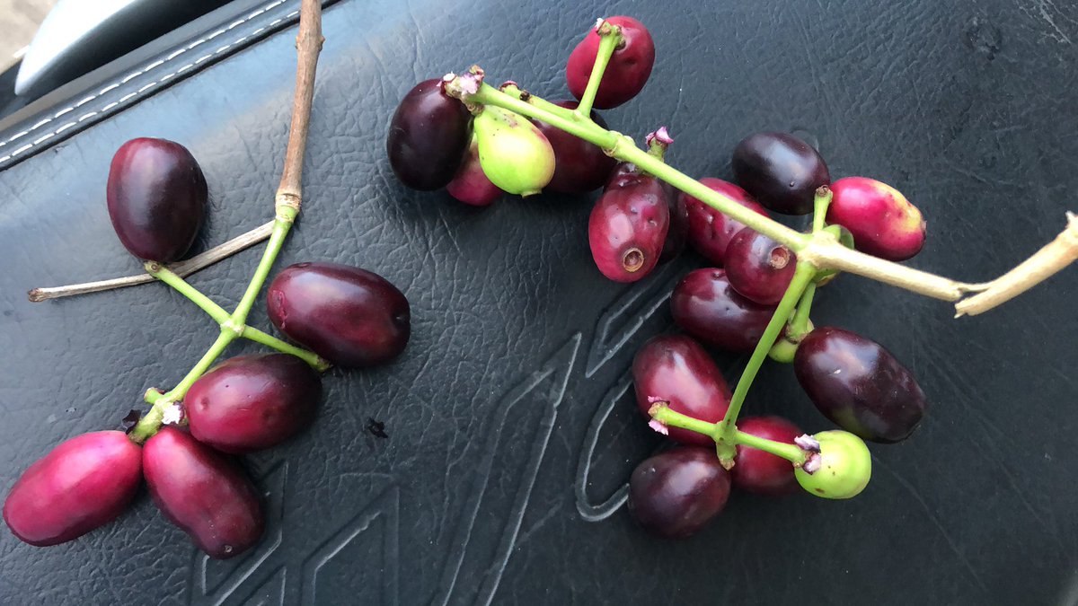 vaseemsidz's tweet image. #jamun #jambul #javaplum #pic #PicOfTheDay #Photos #photooftheday