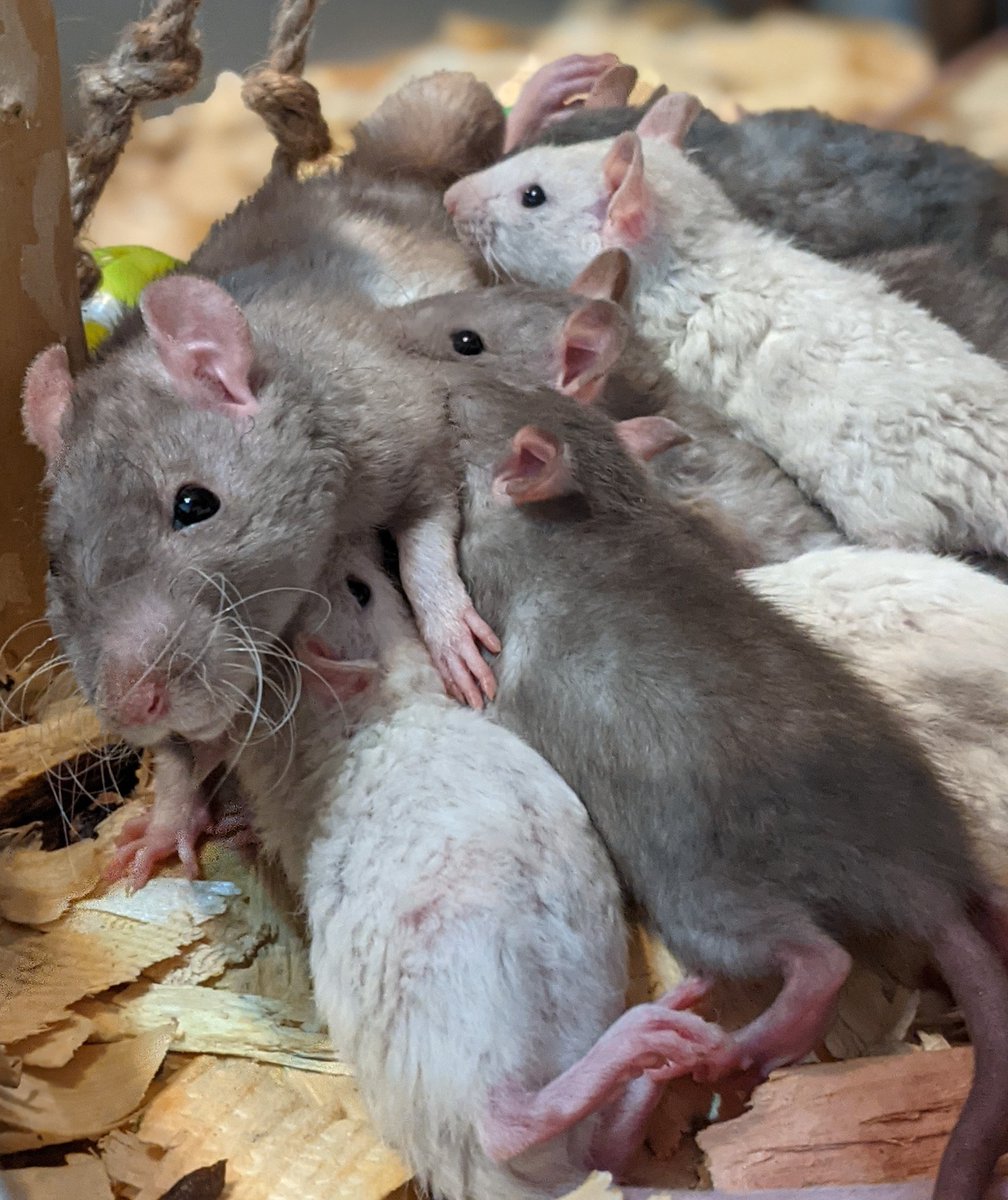 Motherhood do be a bit rough sometimes

#rat #petrats #ratsoftwitter