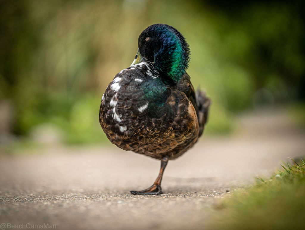 CoastCams247's tweet photo. Looks like it was out on the tiles last night. Still legless this morning. :-)
•
•
•
•
•
#getducks #luckyducks #feedtheducks #ilovemyducks #ducksquad #duckswin #sittingducks #fightingducks #myducks #ducksarecool #backyardducks #petducks https://t.co/BhE71tHVM1