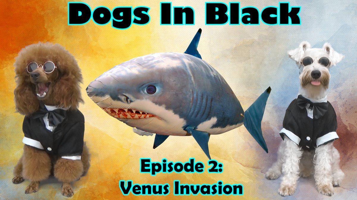 LalaAndLilyDogs's tweet photo. Dogs In Black - Episode 2 - Venus Invasion
https://t.co/vkgIaZAigG

#puppiesofinstagram #dogsoftwitter #DogLover #dogsofinstagram #funnydogs #funnydogvideos #dogs #cutedogs #cutepetclub #PuppyHoney #Schnauzer #toypoodle #dog #FunniestVideos #puppy #MenInBlack #SchnauzerGang #MIB https://t.co/xJJOEev3Pc