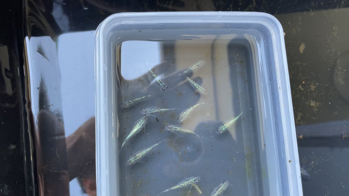 Kazuのメダカ睡蓮ビオトープ 室内針子失敗しました 室内飼育のサファイアと王華の成魚も外に出しました どちらもヤフオク卵出身です めちゃ綺麗です 室内飼育のメダカの針子 稚魚大失敗 原因は T Co 2fi7kficvu Youtubeより 睡蓮
