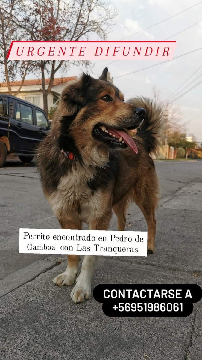 alegriagonzaa's tweet photo. 🐕 🔴 #LasCondes Perrito encontrado en Pedro de Gamboa c/ Las Tranqueras. @PerrosPlazaHuem @carolinapinoc @AnimalParaiso @cyncyncyyn @Muni_LasCondes https://t.co/WYyOpTKwrO