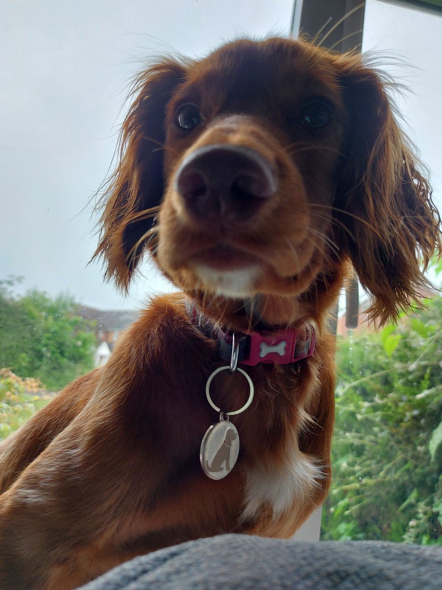 lovebug_luna's tweet photo. The face of a pupper who does silent and deadly farts in her sleep. https://t.co/jB0vdtACi7