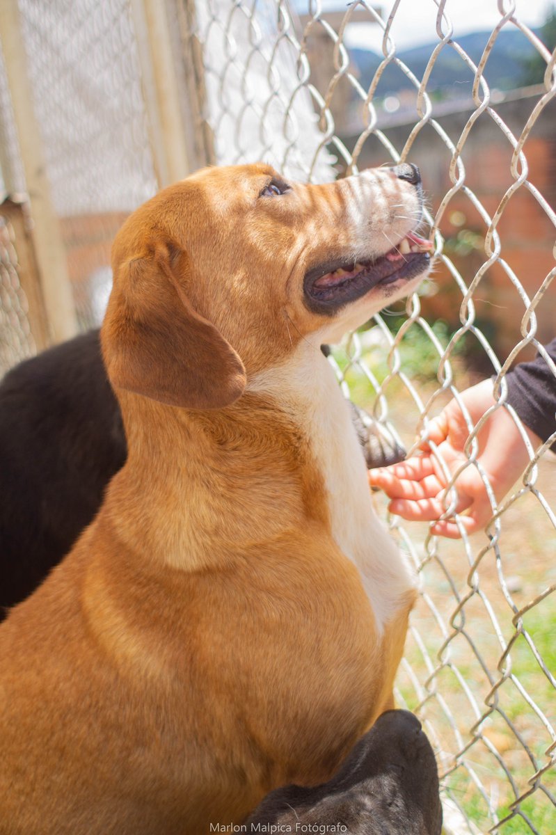 AsociacionMi's tweet photo. Hoy nos escriben, vengan por ALMA porque aulló toda la noche y no dejó dormir 😡 después de un proceso largo de Adopción no le dieron oportunidad de adaptarse 🥺 ella es muy linda y necesitamos encontrarle una familia, no jueguen así con ellos,  ayúdanos a compartir 
3118009018 https://t.co/3K1rtg6Gib
