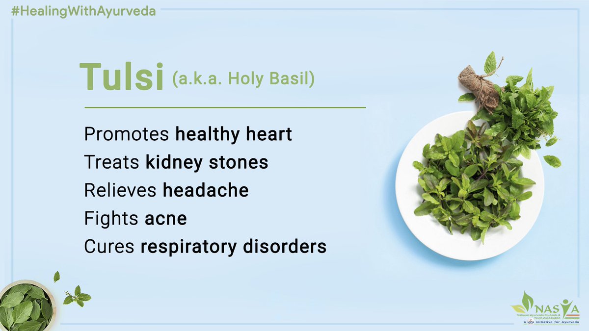 #Tulsi has a special place in Ayurveda and is also known as the #QueenOfHerbs

It has proved to be highly effective in protecting the body from various infections and #diseases.

#nasya #HealingWithAyurveda #HealYourself #Ayurveda
<a href="/moayush/">Ministry of Ayush</a> <a href="/MoHFW_INDIA/">Ministry of Health</a> <a href="/Vibha_India/">Vijnana Bharati</a>