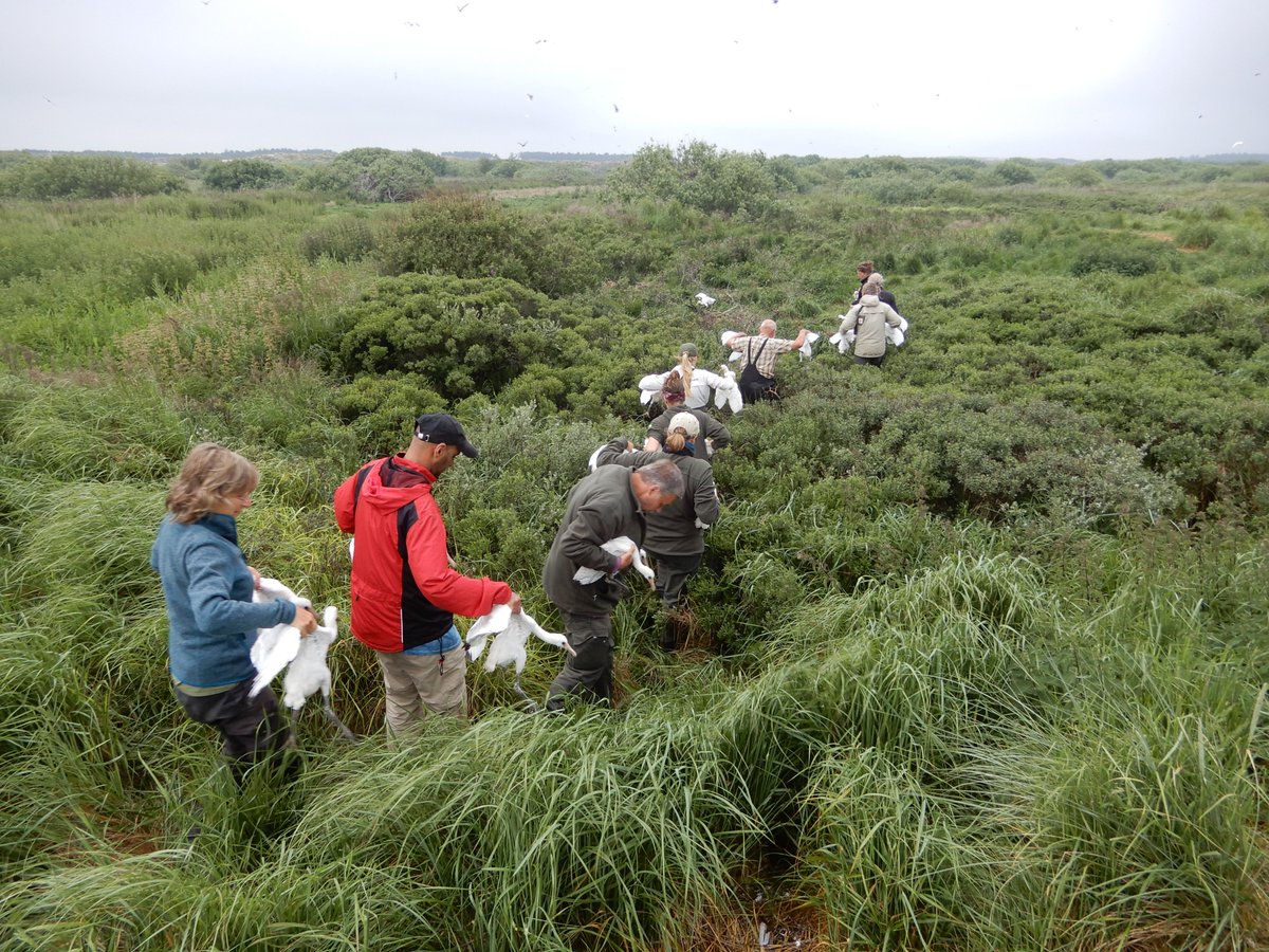 WAAROM groeien #LEPELAAR-kolonies of worden ze juist kleiner? Metingen aan groei, dieet &amp; overleving van kuikens geven antwoorden thomasoudman.com/uploads/1/2/0/…. 
Voor doorstart <a href="/Metawad/">Metawad</a> vandaag op #Terschelling nieuwe informatie verzameld. Hier gaan geringde kuikens terug naar nesten.