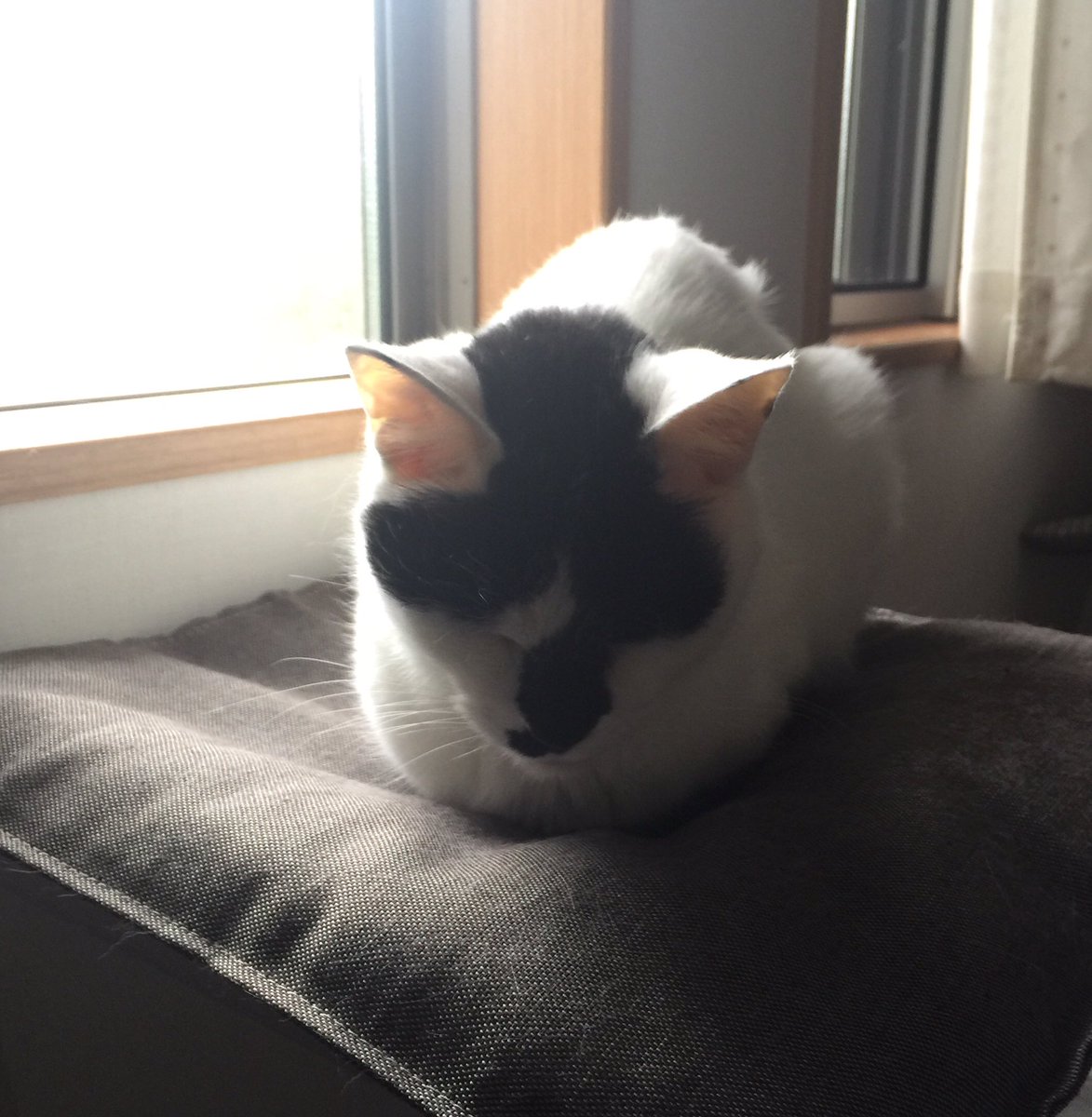 猫岡寺シコル 公式 ヌコが居る 場所は同じ 物思いに耽るヌコ やっぱ東京五輪は中止だにゃ 背は見せていても決して油断はしていないヌコ ちゃんと見てるにゃ 猫好きさんと繋がりたい 猫のいる暮らし 猫がいる幸せ 猫写メ ねこ T Co 猫岡寺シコル 公式 ヌコが居る 場所は同じ 物思いに耽るヌコ やっぱ東京五輪は中止だにゃ 背は見せていても決して油断はしていないヌコ ちゃんと見てるにゃ 猫好きさんと繋がりたい 猫のいる暮らし 猫がいる幸せ 猫写メ ねこ T Co