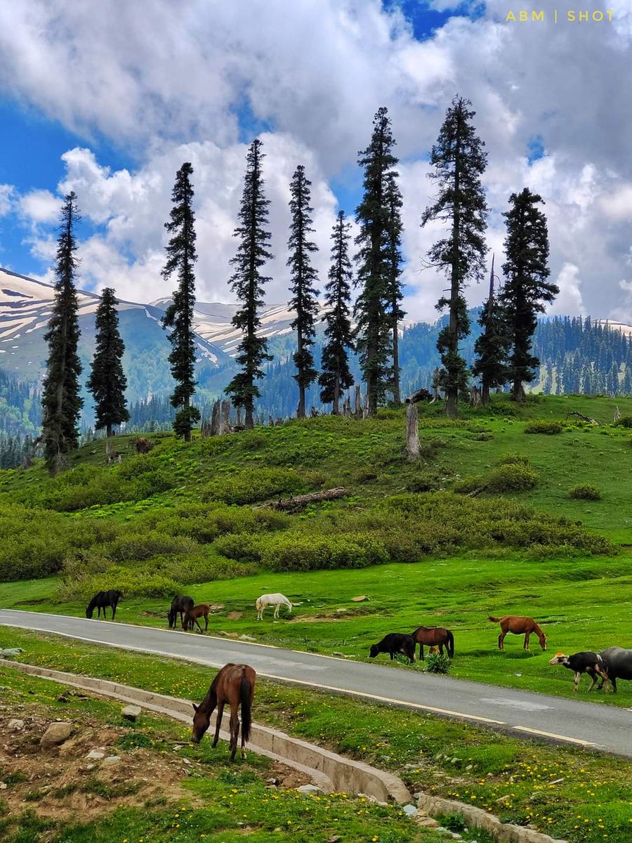aafreensikander's tweet photo. A Beautiful Veiw of Botapathri Gulmarg In Kashmir Valley 

 @ihameed123 @HimalayaClubPK @JamilAnwarAb @AzharPanni @wasimkhatrii @ferbak44 @imranmufti786 @Pakistaninpics @PakistanNature @T_Sidd @Capjackss @Blackzero_199  @maddasizaq @lost_astronomy @HudaNauman @Beautiful_MNT https://t.co/1sEh59sKh7