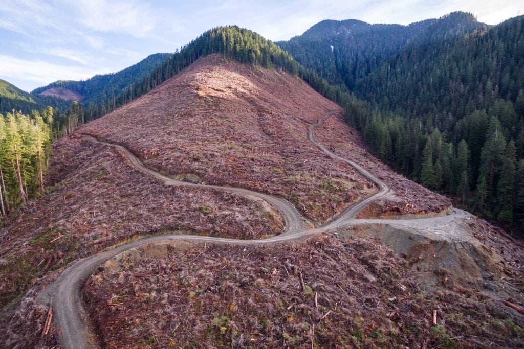 It is time we stop logging what remains of Canada's old growth forests. @JohnHorgan_BC #FairyCreek canopyplanet.org/letter-and-sig…