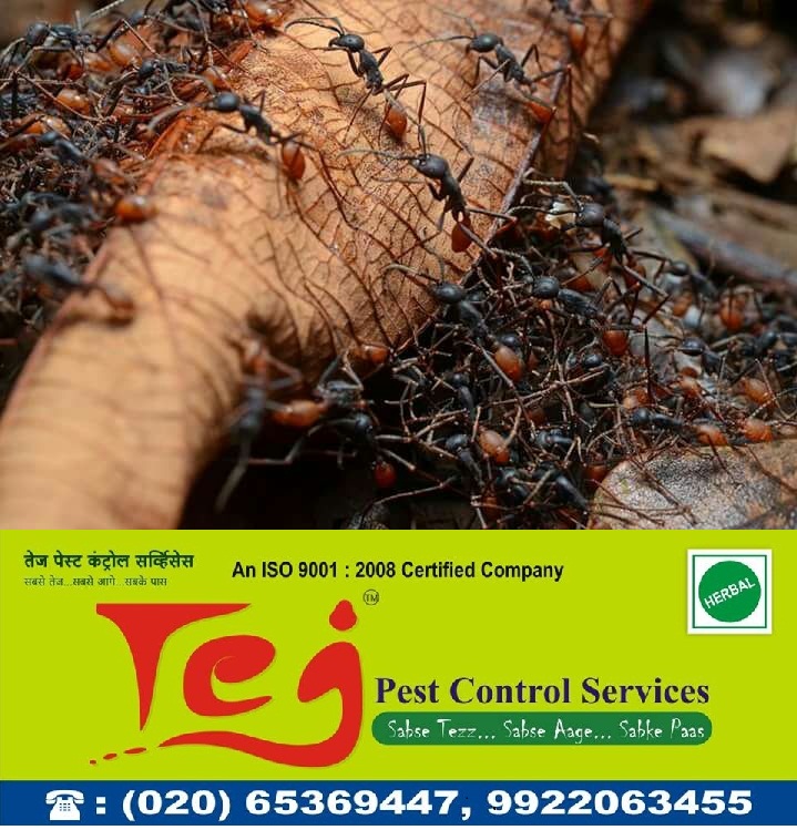 Tejpestcontrol's tweet photo. Tej #PestControl has served #Bedbugs, #Termite, #Spiders control on commited because services are:
- Fast but optimum process
- 100% Guaranteed service
- No hidden costs
- Experience and expertise of 20 years https://t.co/XJm0C3RhVe