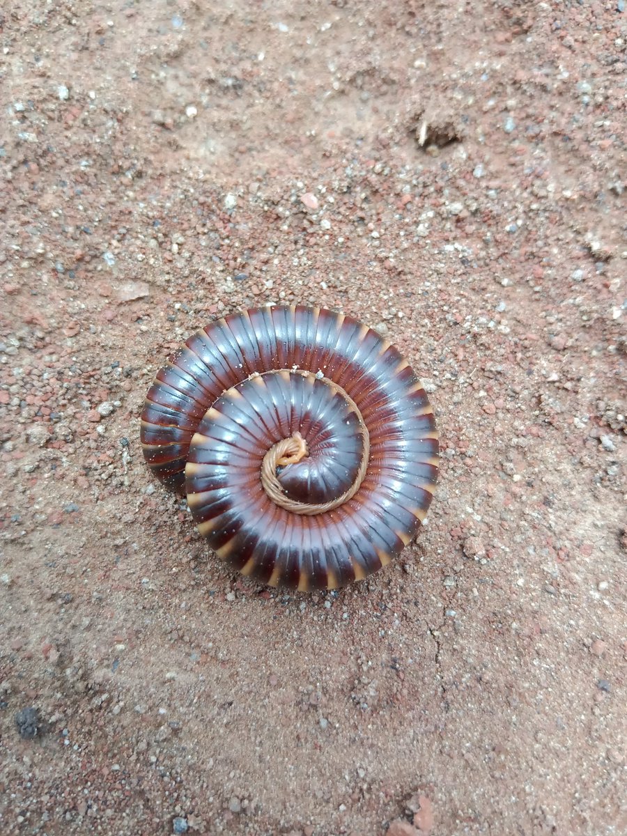 Vaibhav__India's tweet photo. #Farmclick #माझाक्लिक https://t.co/E5yuNh96Bl