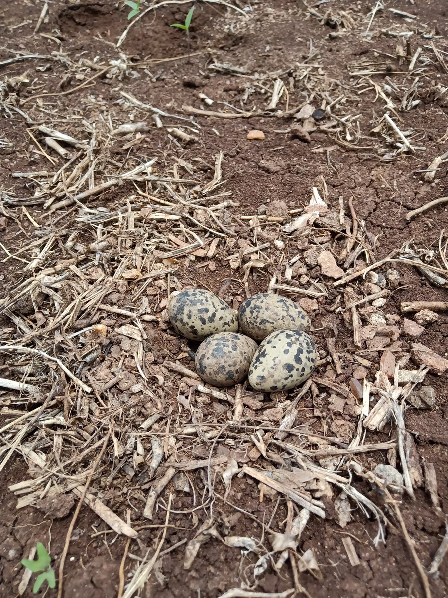 Vaibhav__India's tweet photo. #Farmclick #माझाक्लिक https://t.co/E5yuNh96Bl