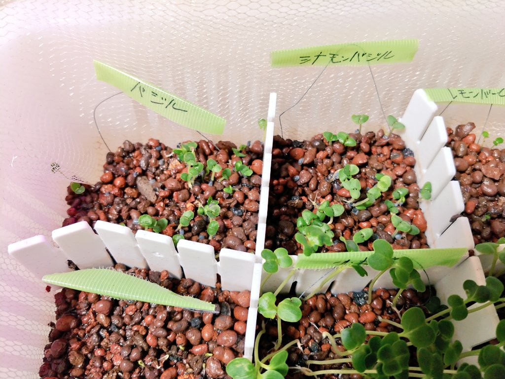 あっき 水耕栽培 の様子 レタス 小松菜 は順調に発芽中 いつ頃間引きするかな 春菊 ほうれん草 も発芽はしてるけど まだまだ 特にほうれん草は芽がまっすぐ育たない どうすっかなこれ 家庭菜園 T Co Jxfpaiyd4x Twitter