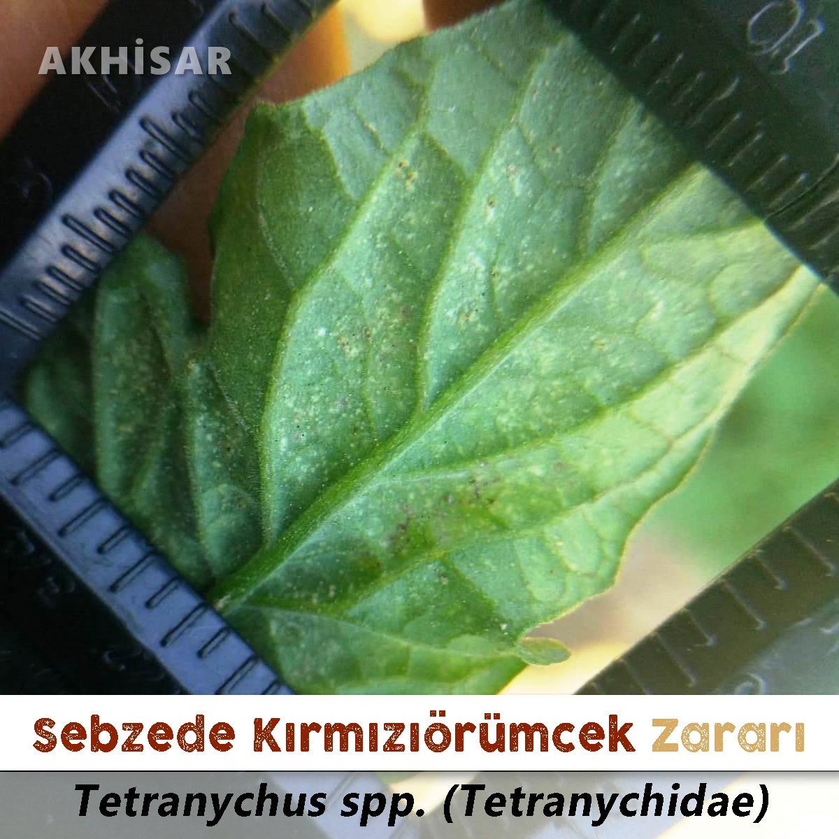 AkhisarTarim's tweet photo. ✅ #Sebzecilik teknik ekibimizin saha çalışmaları devam ediyor
🔵 #DomatesGüvesi tuzaklarında ergin sayımları yapılıp, feromonlar değiştiriliyor
🔴 #Domates #Biber #Hıyar #Kavun tarlalarında emici böcek taramaları yapılıyor; bazı tarlalarda #KırmızıÖrümcek zararına rastlanıyor https://t.co/biTjvTs4mY