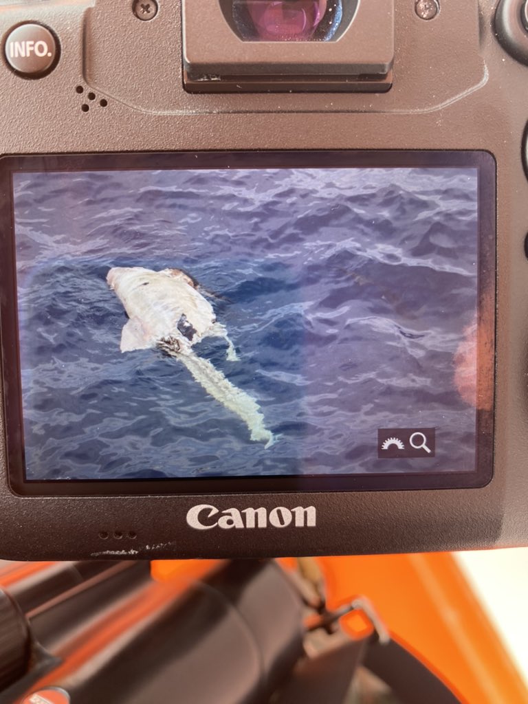 Nice Wilson’s Storm Petrel feeding next to a dead Pilot Whale that was being devoured by Blue Sharks! 40 odd miles Southwest of the Scillies. #rvcelticexplorer