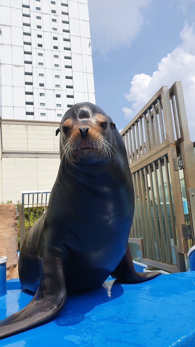サンシャイン水族館 on X: 