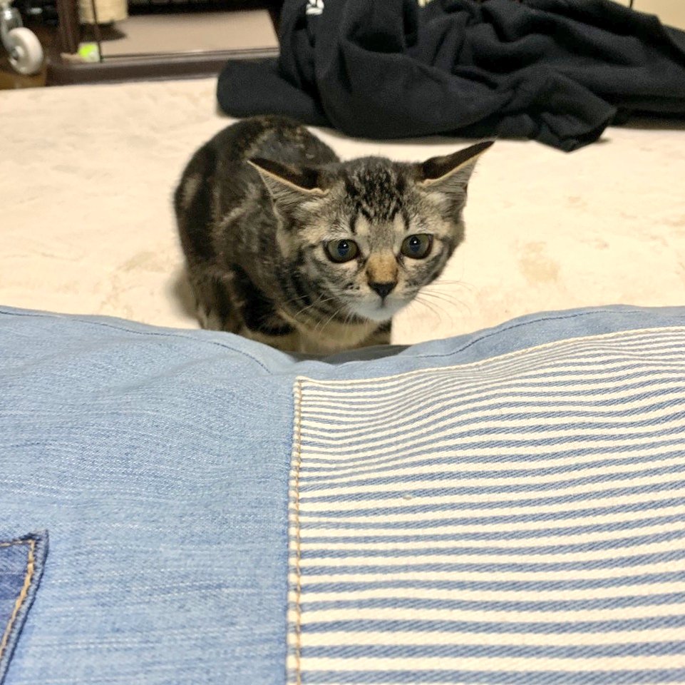 ハンティングナツメ