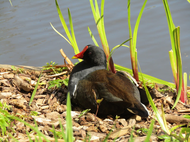 19 Jun 2021 - weekend waterfowl