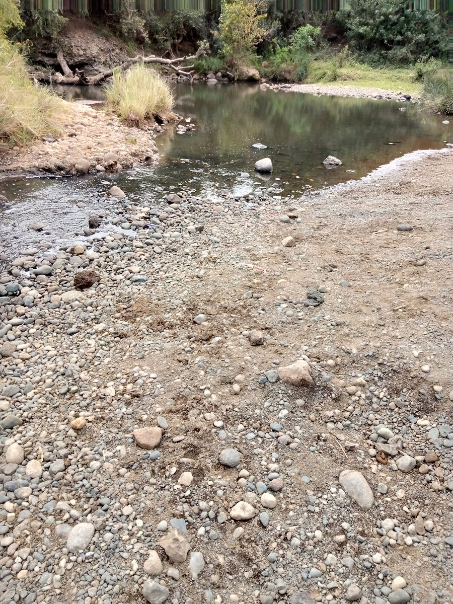 alaminkimathi's tweet photo. Sad that my river is this dry. Praying that #GodsRock does it's magic and releases some reprieve as it occasionally does while the heavens withhold the rains. But blame #Utuless humans upstream abstracting the little there is for their weed plantations and other farms above here. https://t.co/Pd5Sodh6az