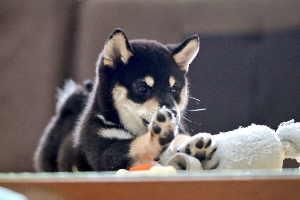 黒柴ゆず Yuzuco 犬と猫が好きな方へ かわいい肉球の写真を持っていたら リプライで送ってくれませんか 仕事で肉球の イラストを描きたく できればいろんな種類のかわいい肉球を見てみたいです よろしくお願いします T Co Ymqkitefbz