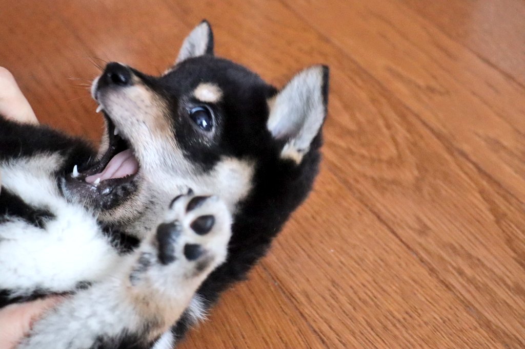 Twitter এ 黒柴ゆず Yuzuco 犬と猫が好きな方へ かわいい肉球の写真を持っていたら リプライで送ってくれませんか 仕事で肉球の イラストを描きたく できればいろんな種類のかわいい肉球を見てみたいです よろしくお願いします T Co Ymqkitefbz