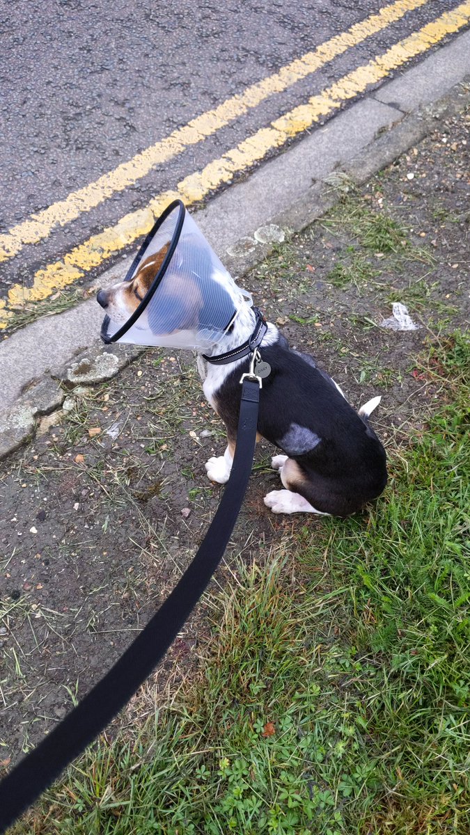 I'll be honest. I do not like going out when it has been raining and having half my body shaved makes things a bit colder! Where has the sun🌞gone? #DogsofTwittter #Puppies #SUN #rain