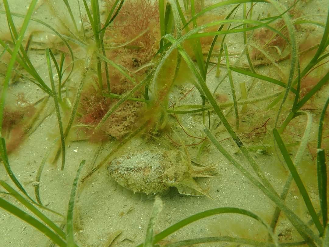 Allicia_Mbio's tweet photo. First 2 common cuttlefish I've seen close up !
Sepia officinalis
#PlyMBIO #degree #mbiowithallicia #marinebiology #marineconservation #plymuni #coastalecology #womanofscience #underwaterphotography #advanceddiver #ssidiver #commoncuttlefish #sepiaofficinalis #cuttlefish https://t.co/koE7RiVqfO