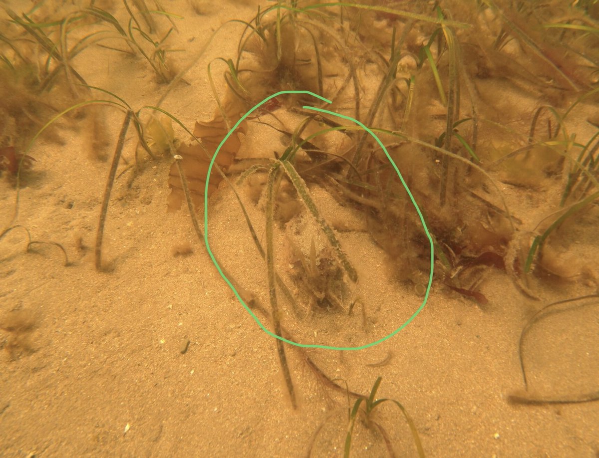 Allicia_Mbio's tweet photo. First 2 common cuttlefish I've seen close up !
Sepia officinalis
#PlyMBIO #degree #mbiowithallicia #marinebiology #marineconservation #plymuni #coastalecology #womanofscience #underwaterphotography #advanceddiver #ssidiver #commoncuttlefish #sepiaofficinalis #cuttlefish https://t.co/koE7RiVqfO