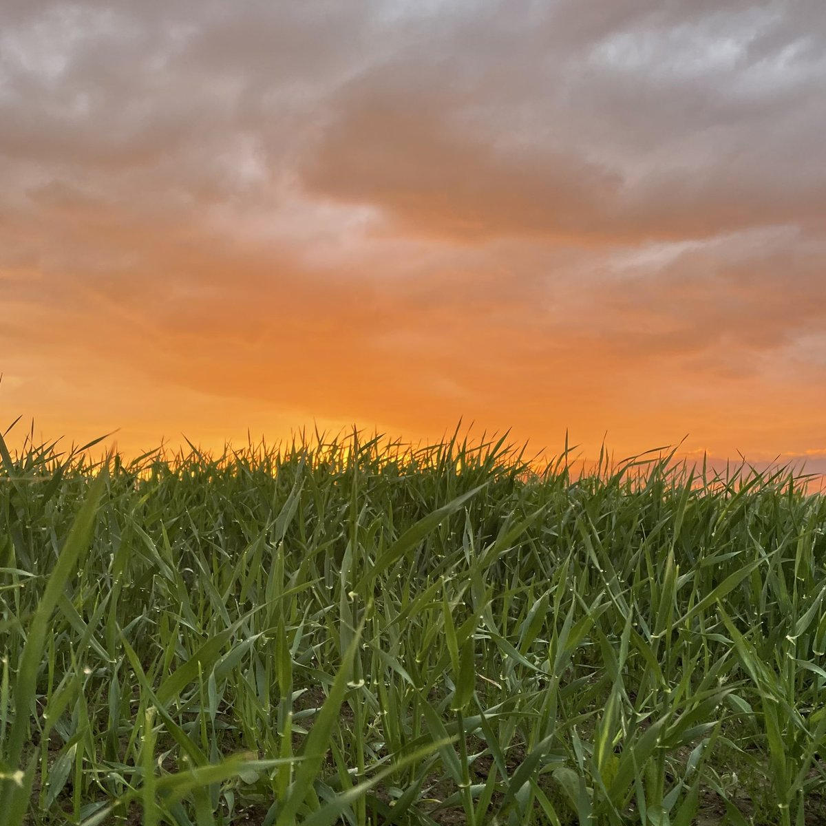 yngimykyli's tweet photo. Yesterday’s sunset was very Butter-y. At first it was purplish, but the time I reached the field, it had turned orange. Still beautiful.
#Sunset
#ARMYKOSMOS
#SkyForNamjoon
@BTS_twt https://t.co/BXMimOuDjM