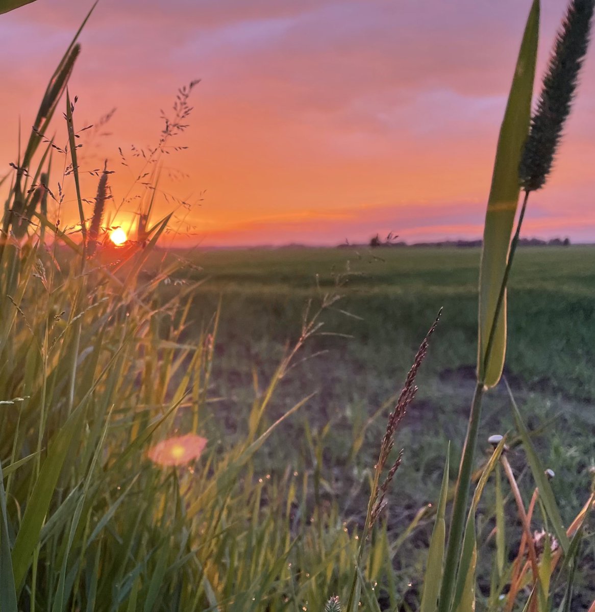 yngimykyli's tweet photo. Yesterday’s sunset was very Butter-y. At first it was purplish, but the time I reached the field, it had turned orange. Still beautiful.
#Sunset
#ARMYKOSMOS
#SkyForNamjoon
@BTS_twt https://t.co/BXMimOuDjM