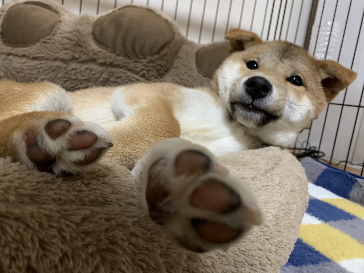 黒柴ゆず 犬と猫が好きな方へ かわいい肉球の写真を持っていたら リプライで送ってくれませんか 仕事で肉球のイラスト を描きたく できればいろんな種類のかわいい肉球を見てみたいです よろしくお願いします 黒柴ゆず 犬と猫が好きな方へ かわいい肉球の写真を持っていたら リプライで送ってくれませんか 仕事で肉球のイラスト を描きたく できればいろんな種類のかわいい肉球を見てみたいです よろしくお願いします