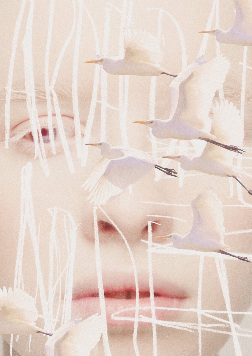 「【鷺 / Ardeidae Ardea】

#コラージュ #コラージュアート #」|マツムラアキラのイラスト