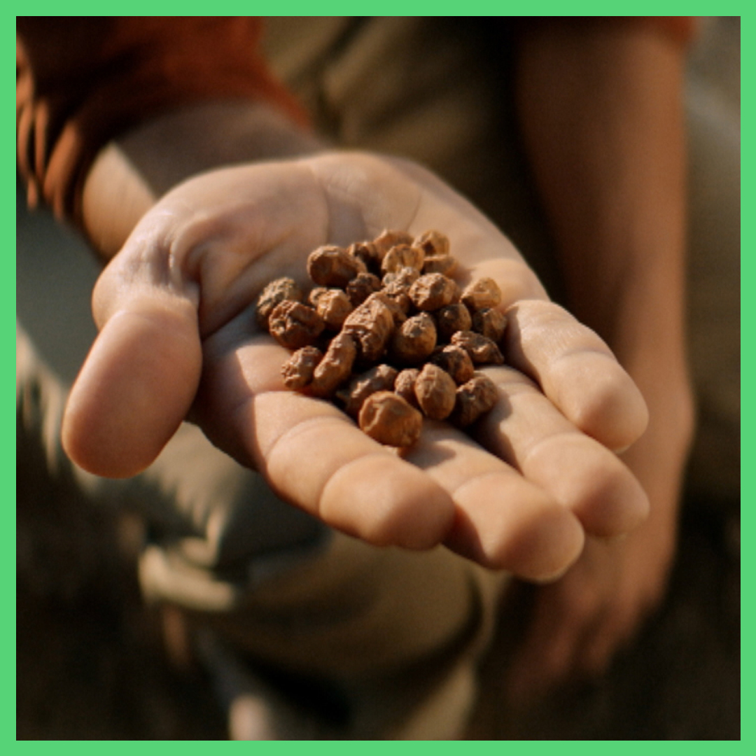 Entre la huerta y el mar hay un lugar especial: Alboraya. Porque aquí se cultiva auténtica chufa D.O. Valencia, con ese ‘nosequé’ que convierte a la horchata en una bebida única.

👉🏻 Descubre Horchataland en fartonspolo.com

#Polo #FartonsPolo #Horchataland