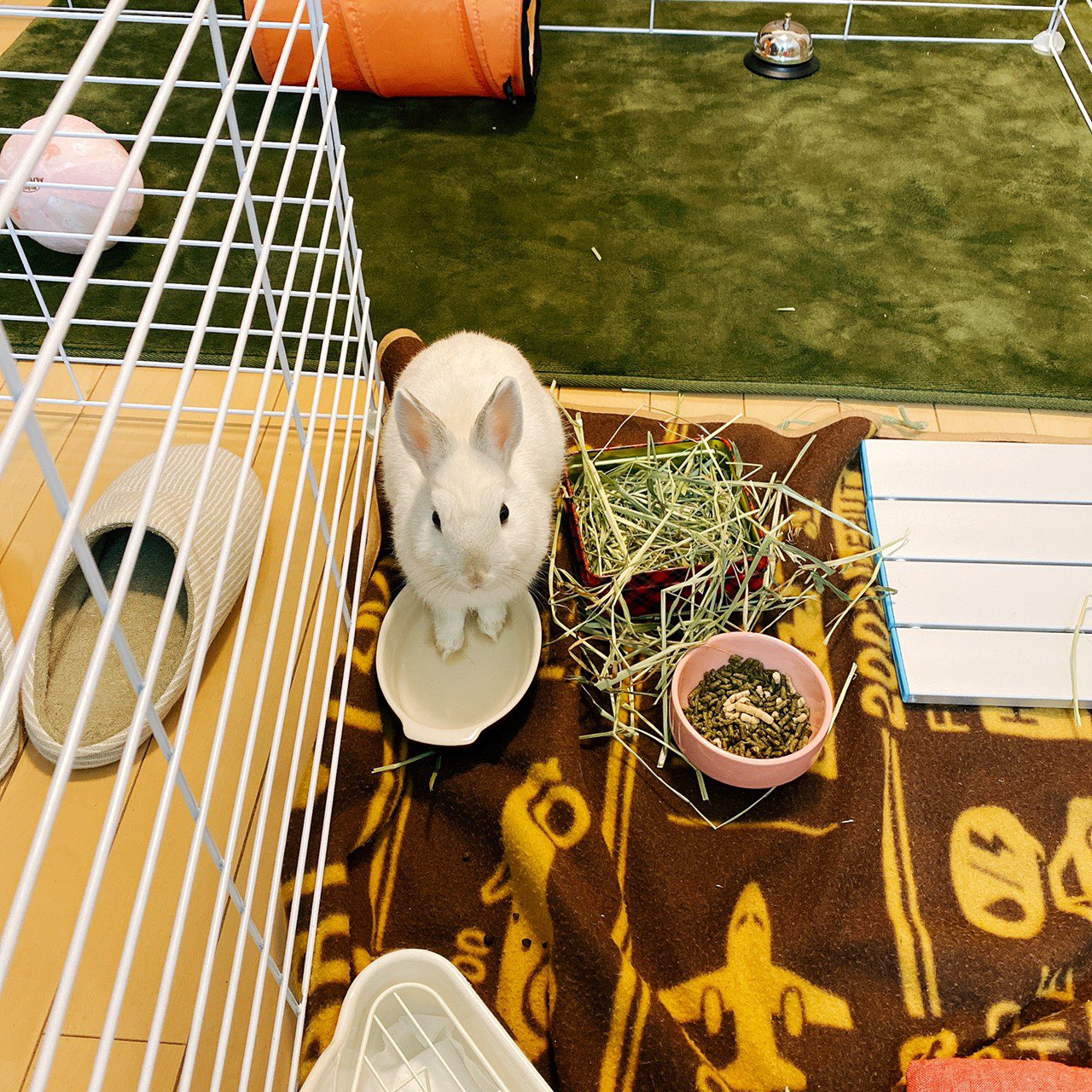 うさぎのもいちゃん Rabbit Moichan Twitter