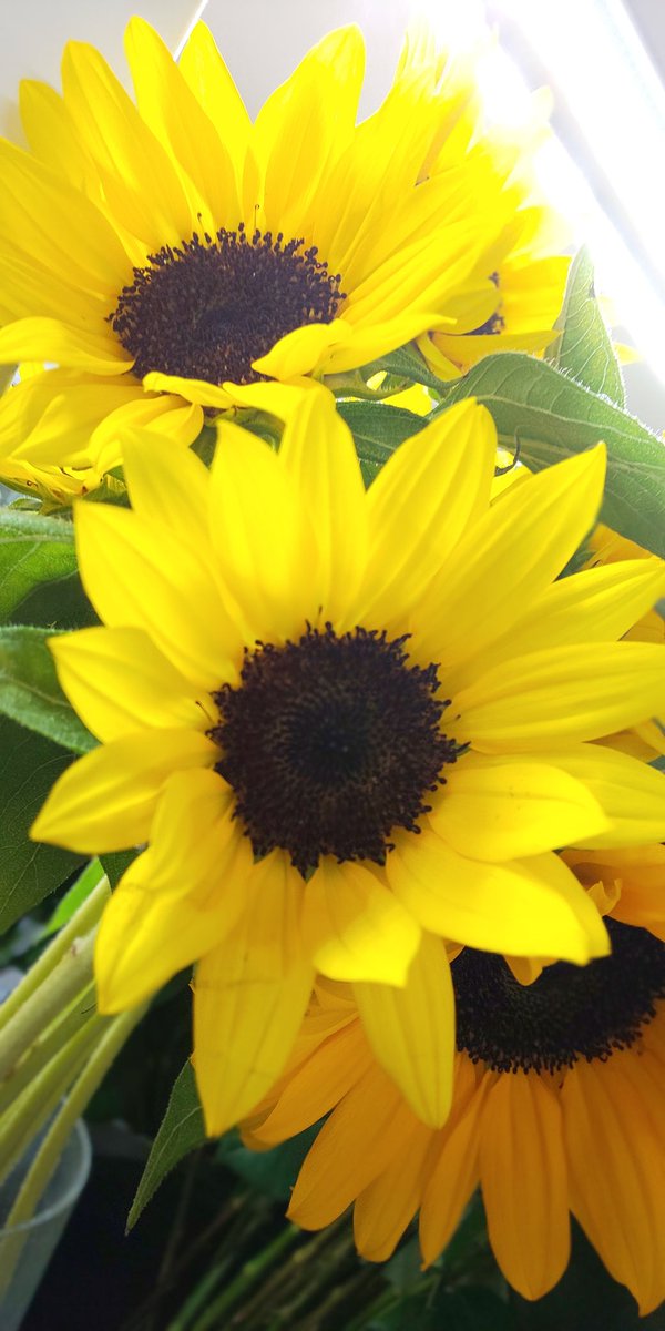 花空間 V Twitter 6月20日は父の日 お父さんだって お花をもらえば笑顔の花が咲く ひまわりの 花言葉は あなたは素晴らしい 花空間 名古屋市北区 フラワーショップ 花屋 フラワーギフト 花束 父の日 6月20日 花のある暮らし 気持ち伝える花贈り 花空間 V Twitter 6月20日は父の日 お父さんだって お花をもらえば笑顔の花が咲く ひまわりの 花言葉は あなたは素晴らしい 花空間 名古屋市北区 フラワーショップ 花屋 フラワーギフト 花束 父の日 6月20日 花のある暮らし 気持ち伝える花贈り