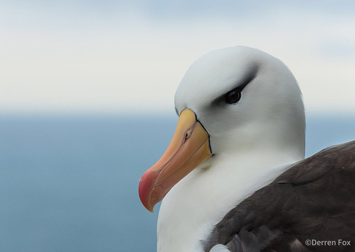 マリノスケ こうしき 今日は 世界アルバトロスデー でしたぁぁぁぁぁ アルバトロス って アホウドリ のことなんだよぉ いろいろ調べてみてねぇぇぇ Albatross Story 写真 マユグロアホウドリ ハイガシラ アホウドリ ワタリ