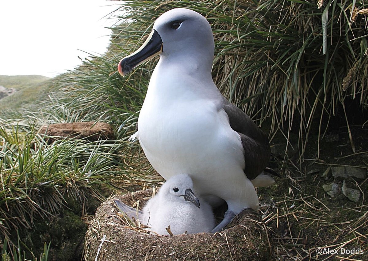 マリノスケ こうしき 今日は 世界アルバトロスデー でしたぁぁぁぁぁ アルバトロス って アホウドリ のことなんだよぉ いろいろ調べてみてねぇぇぇ Albatross Story 写真 マユグロアホウドリ ハイガシラ アホウドリ ワタリ