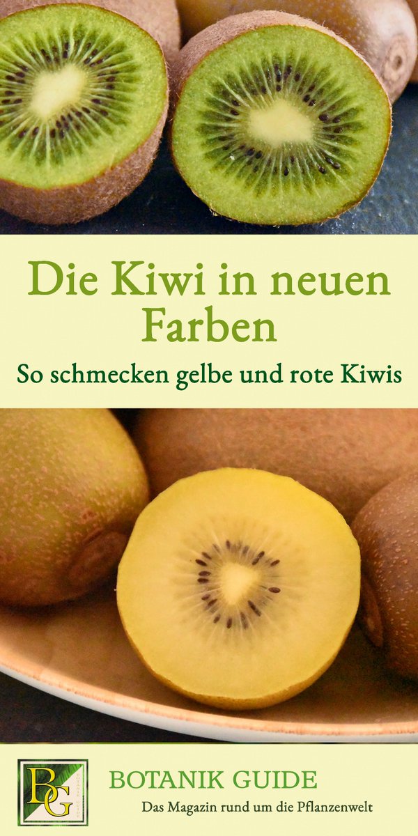 🥝Kiwis gibt es seit ein paar Jahren auch mit gelbem und rotem Fruchtfleisch und haarfreier Schale. Mehr über die Kiwi-Neuheiten und wie sie schmecken hier im neusten Beitrag auf Botanik Guide: botanikguide.de/die-kiwi-in-ne…

#Kiwi #Obst #Garten #Sommer