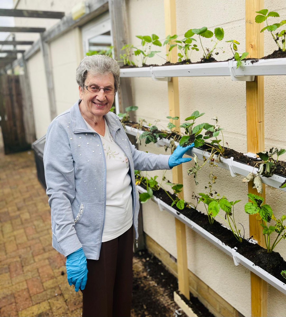 Kew House Care Home (@kewhousecare) on Twitter photo We wanted to grow our own strawberries 🍓, so we came up with a mini project. Growing strawberries in guttering, doesn’t it look fab ☺️#creative #gardening #strawberryplants @NAPAlivinglife <a href="/HallmarkCare/">Hallmark Luxury Care Homes</a> <a href="/thecarechamps/">The Care Champions</a> We wanted to grow our own strawberries 🍓, so we came up with a mini project. Growing strawberries in guttering, doesn’t it look fab ☺️#creative #gardening #strawberryplants @NAPAlivinglife <a href="/HallmarkCare/">Hallmark Luxury Care Homes</a> <a href="/thecarechamps/">The Care Champions</a>
