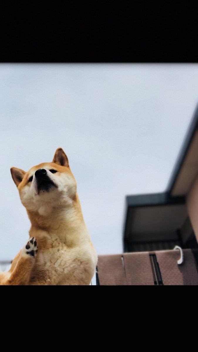 50 肉球 かわいい 柴犬 犬 イラスト 2253 Josspicturevtton 50 肉球 かわいい 柴犬 犬 イラスト 2253 Josspicturevtton