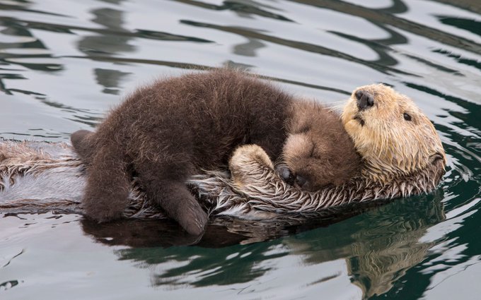 'Sea otter and pup' by Suzi Eszterhas, award-winning wildlife photographer known for documenting animal family groups #womensart