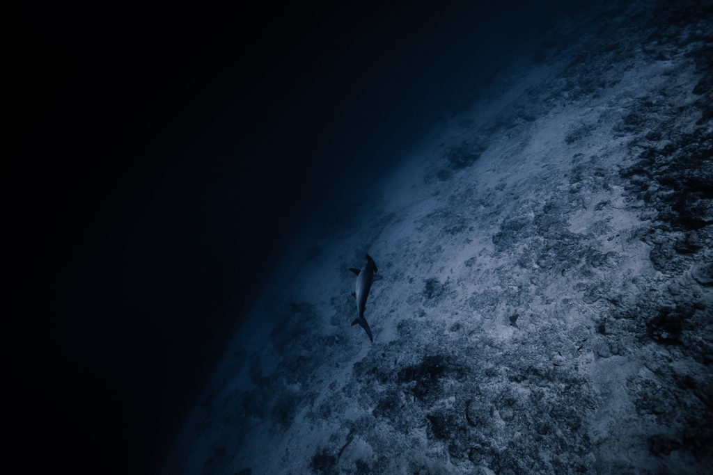 No, that's not a <a href="/SpaceXStarship/">SpaceX Starship 🚀 Commentary</a> from <a href="/SpaceX/">SpaceX</a>
It's just a hammerhead in the deeps of Fuvahmulah!
#hammerhead

📷 <a href="/mattporteous/">mattporteous</a>

Fuvahmulah adventures with Lonu!
#divewithlonu
#fuvahmulahadventures

#fuvahmulah #sharkisland #maldives #scubadiving #visitmaldives #starship #spacex