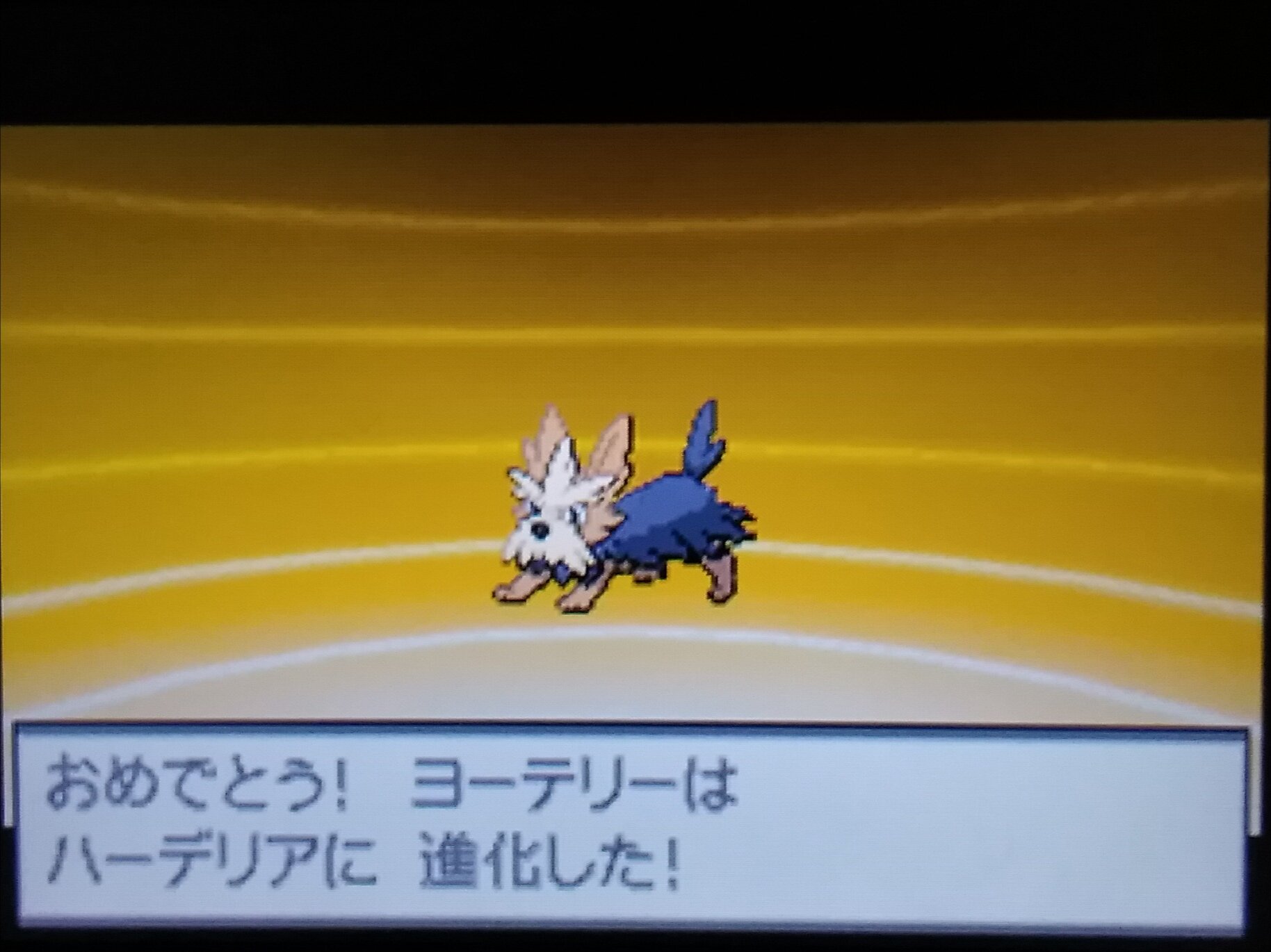 石油 やる気なヨーテリーを進化させてみた アイテム拾って来ないからね ポケットモンスターブラック T Co Kjfnpixurq Twitter